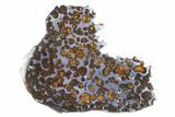 Polished Sericho Pallasite Meteorite ( g) Slice - Kenya #305726-1